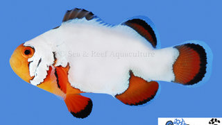 s&amp;r-ultra-snowflake-clownfish.jpg