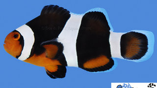 s&amp;r-black-photon-clownfish.jpg