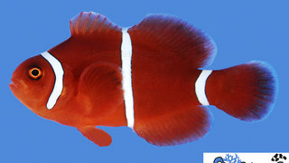 s&amp;r-white-stripe-maroon-clownfish.jpg