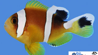 s&amp;r-bicinctus-clownfish.jpg