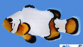 s&amp;r-premium-black-ice-clownfish.jpg