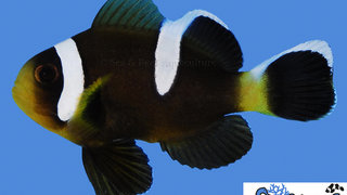 s&amp;r-barrier-reef-clownfish.jpg