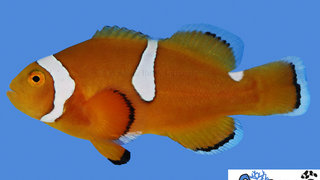 s&amp;r-percula-clownfish-misbar.jpg