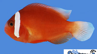 s&amp;r-barberi-clownfish.jpg