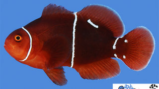 s&amp;r-morse-code-maroon-clownfish.jpg