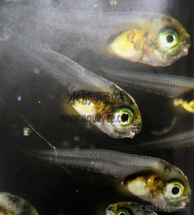 mimic blenny(petroscirtes breviceps).jpg