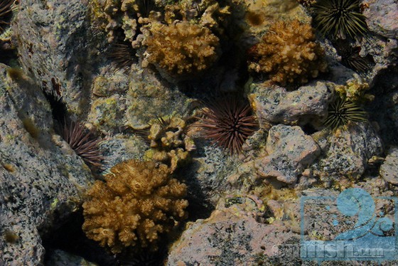 Pocillopora damicornis.jpg