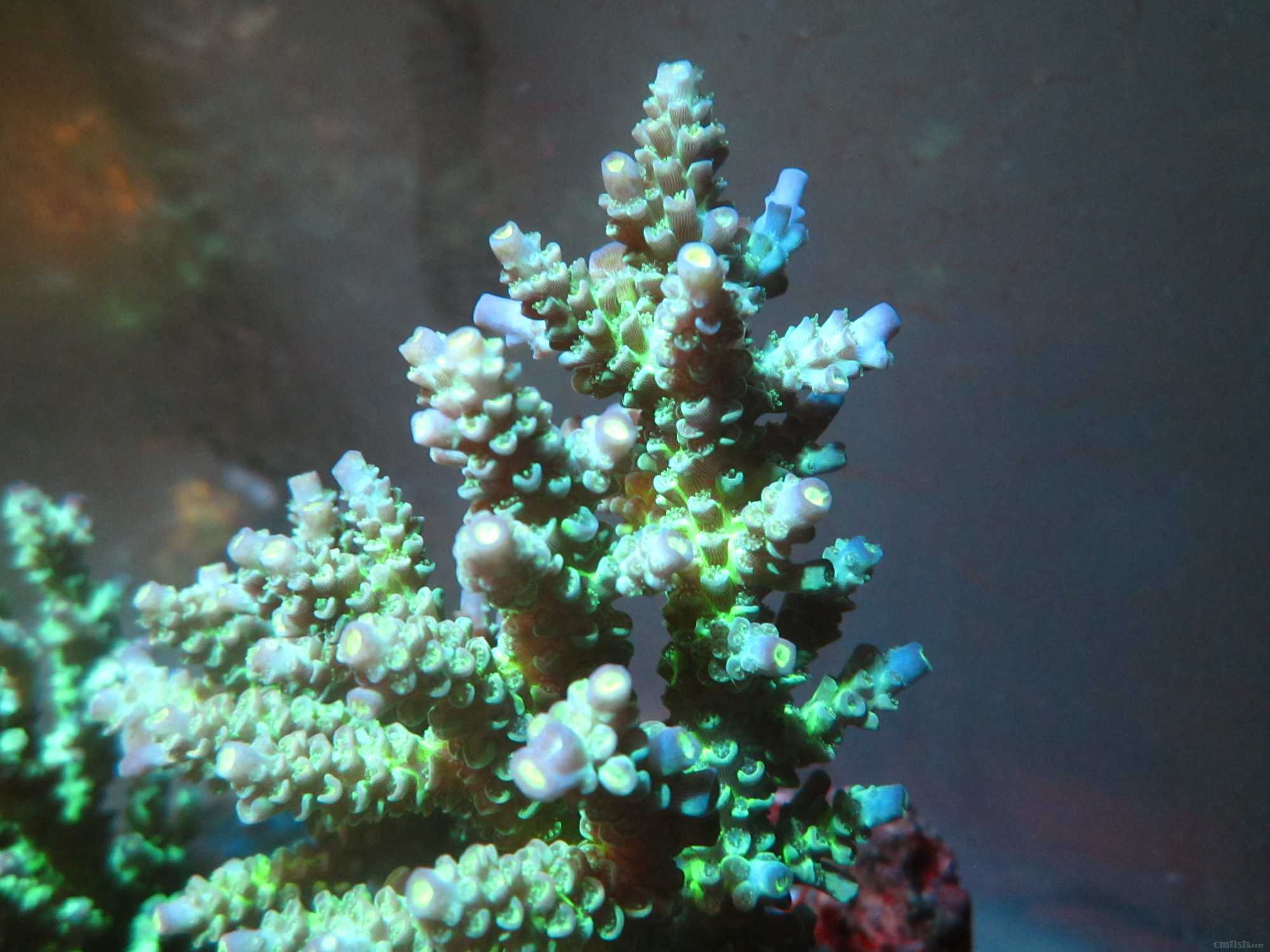 河北唐山更新树杈发色我还没上岸- 硬珊瑚缸展示区(SPS Reef Tank 