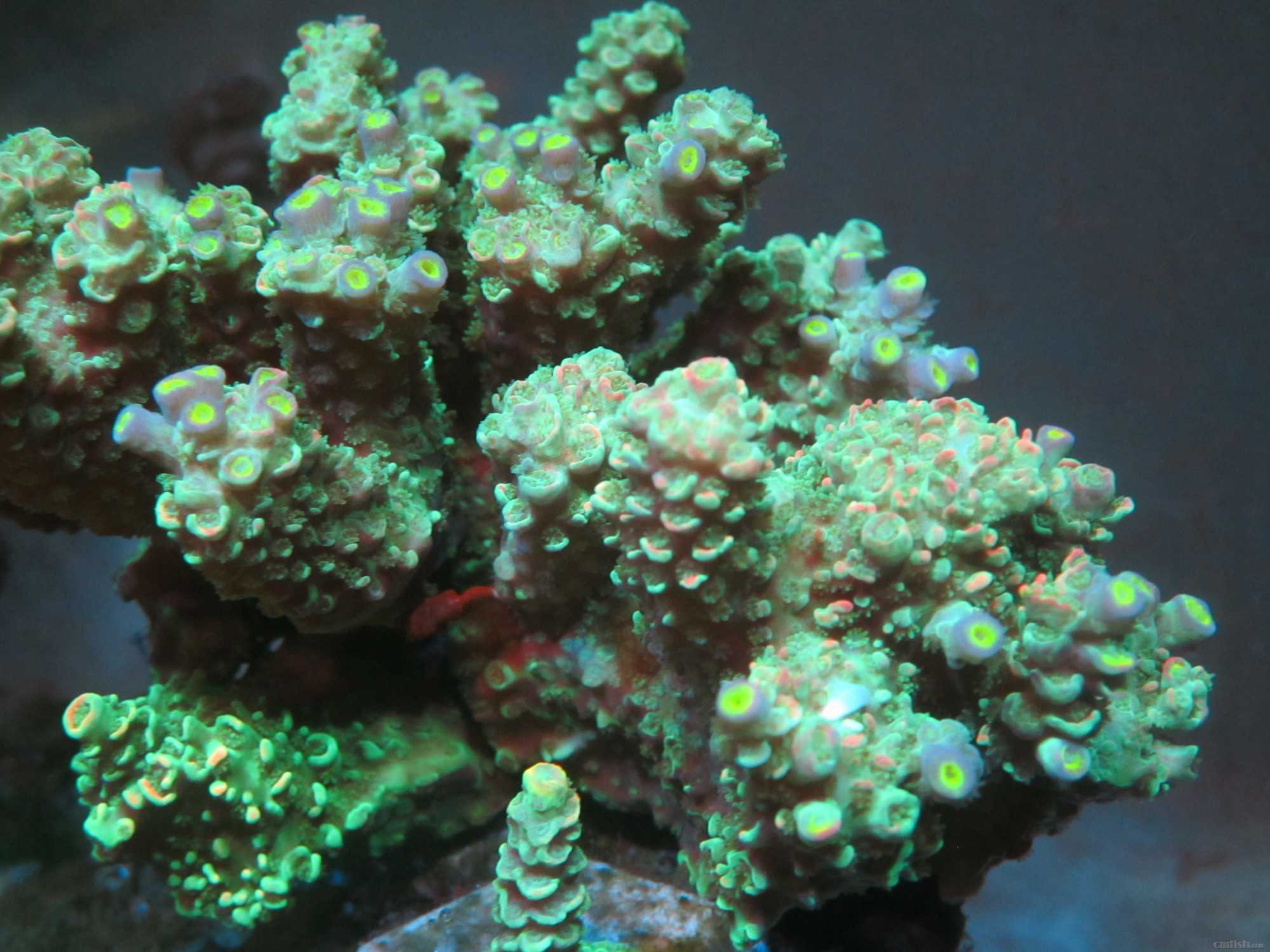 河北唐山更新树杈发色我还没上岸- 硬珊瑚缸展示区(SPS Reef Tank 