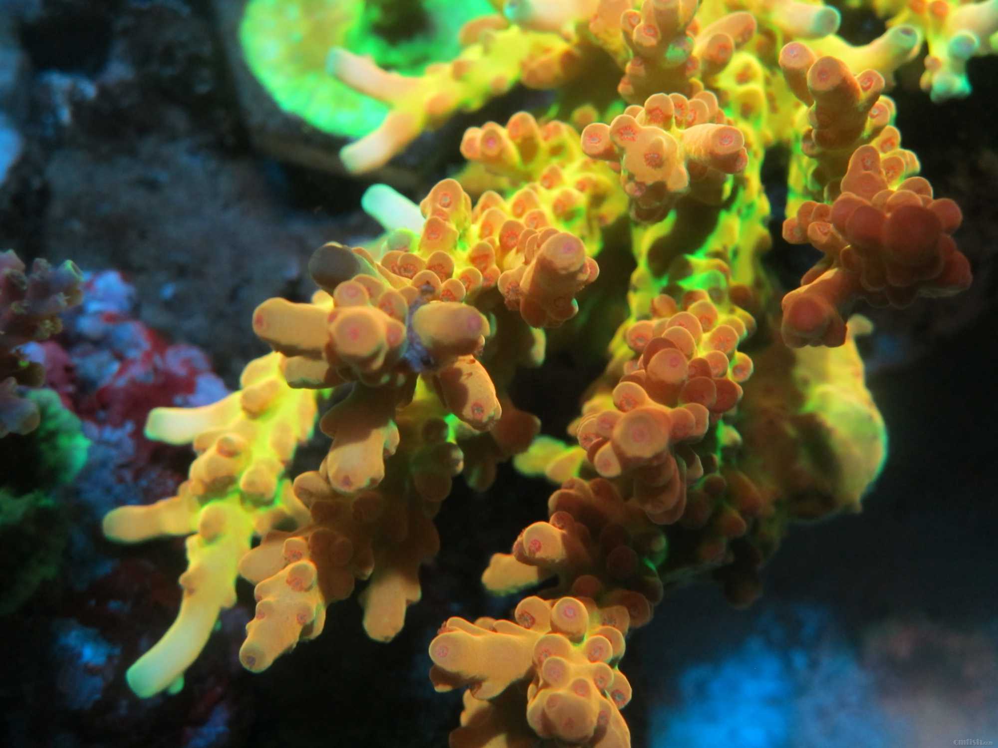 河北唐山更新树杈发色我还没上岸- 硬珊瑚缸展示区(SPS Reef Tank 