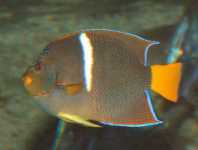 KingAngelfish.jpg