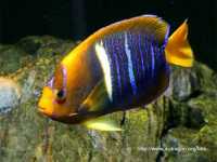 KingAngelfish2.jpg