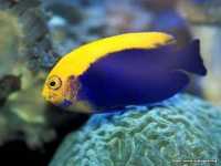 flamebackangelfish.jpg