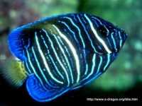 Arabianangelfish2.jpg