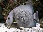 Grayangelfish.jpg