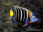 Goldtailangelfish.jpg