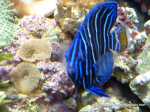 Goldtailangelfish2.jpg