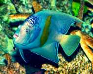 Yellowbarangelfish.jpg