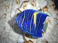 Yellowbarangelfish2.jpg