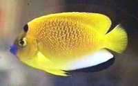 Threespotangelfish.jpg