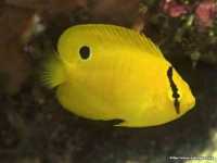 Threespotangelfish2.jpg