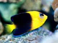 Yellowheadangelfish.jpg