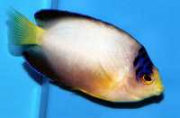 Multicolorangelfish.jpg