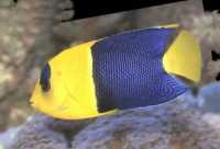 BicolorAngelfish.jpg