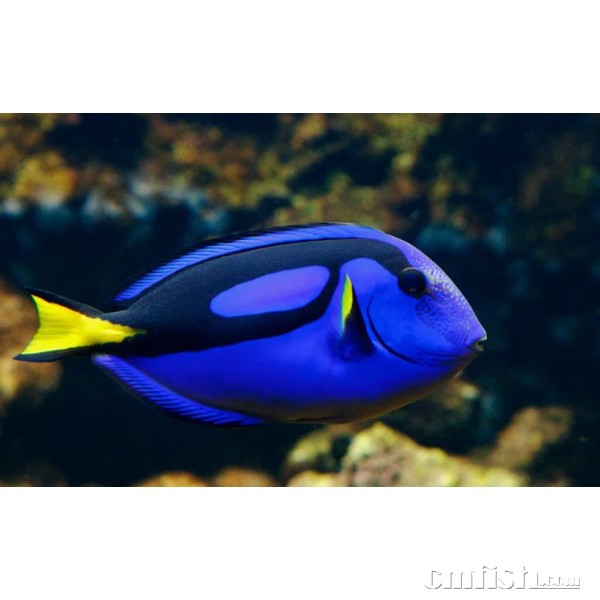 Blue-Tang-1-1024x639-600x600.jpeg